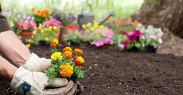 Pessoa plantando flores em seu jardim. Flores.