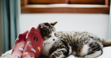 3828a592 c1ea 417a b7f2 6c768839ab4a