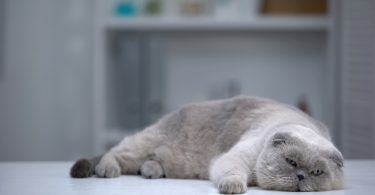 3efc7d0a 6919 42b7 8ccb 80d145986fae