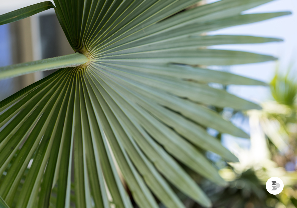 7 tipos de plantas para cultivar dentro de casa ou no escritório