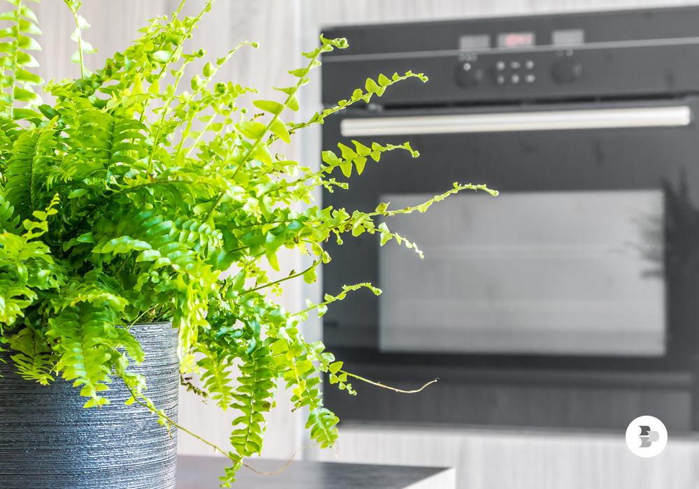 7 tipos de plantas para cultivar dentro de casa ou no escritório