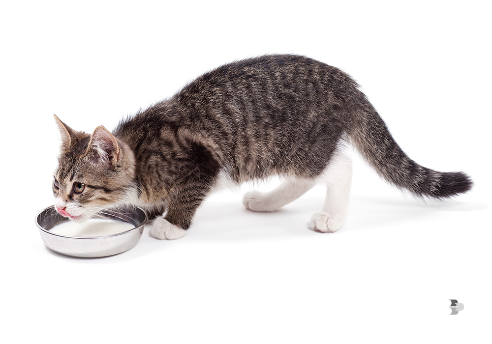 alimentar-gatos-com-leite-pode-causar-diarreia