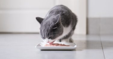 b0c7a18b e5a2 4be0 9d76 e554c4005e13 scaled