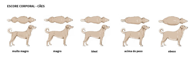 Sobrepeso e obesidade em animais: aprenda a identificar | Blog Colombo