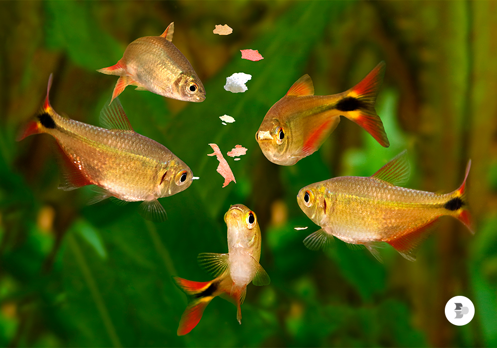 qual-a-quantidade-ideal-de-alimento-para-peixes