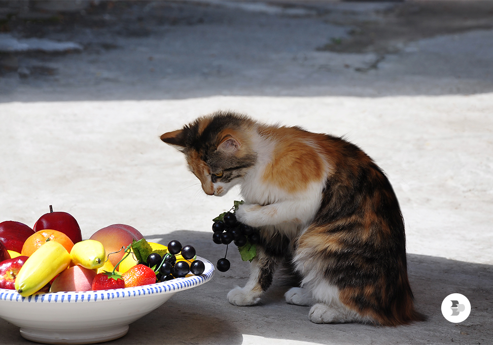 uvas-nao-devem-ser-oferecidas-já-que-podem-ocasionar-uma-falha-renal