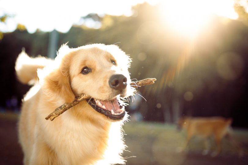 iStock 1184184060