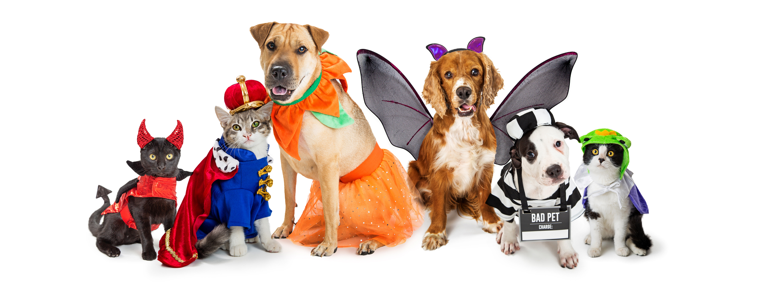 Halloween: 10 tutores e seus pets com fantasias combinando, Comportamento