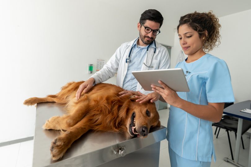 caes e gatos tambem podem ser afetados pelo cancer de mama