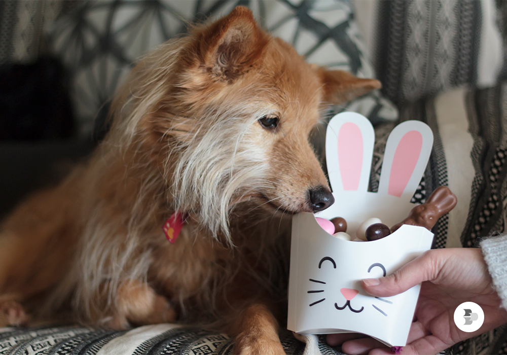 A maioria das pessoas já sabe que o chocolate e proibido na dieta dos cães A-maioria-das-pessoas-ja-sabe-que-o-chocolate-e-proibido-na-dieta-dos-caes