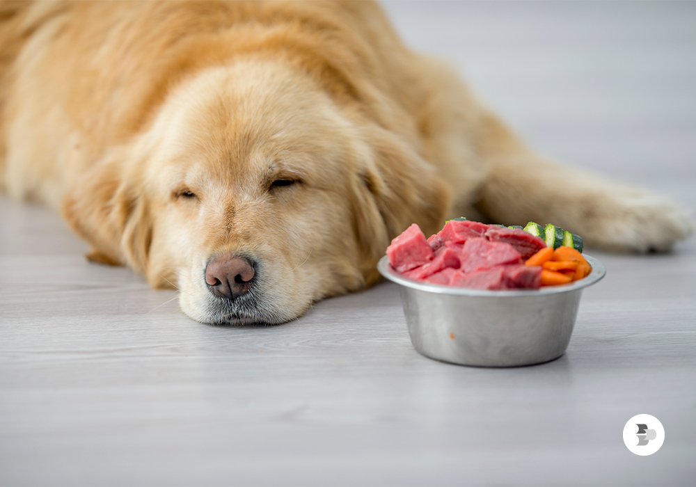 carne crua deve ser mantida fora da dieta de cães carne-crua-deve-ser-mantida-fora-da-dieta-de-caes