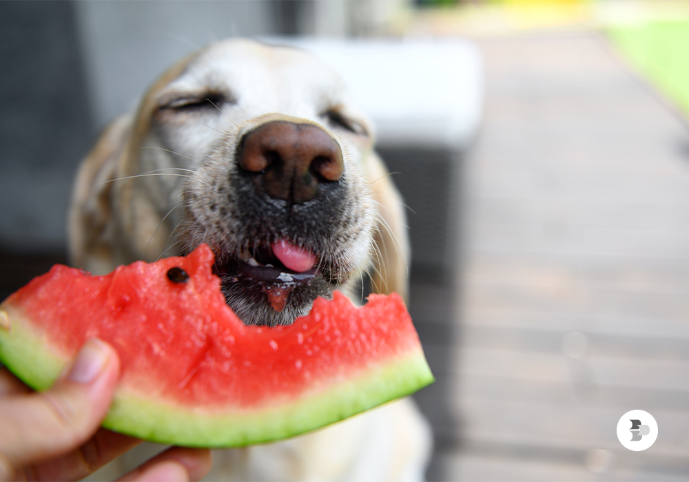 frutas com semente podem causar inflamações e obstruções no intestino delgado do animal frutas-com-semente-podem-causar-inflamacoes-e-obstrucoes-no-intestino-delgado-do-animal