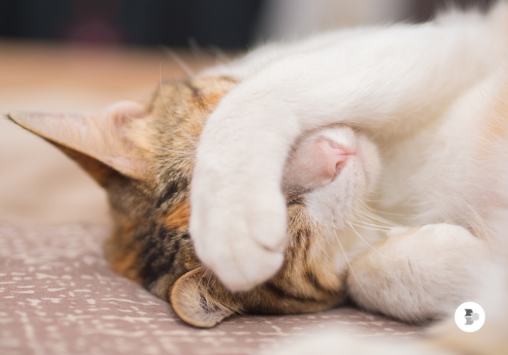 dormir-com-as-patas-no-rosto-e-comum-em-ambientes-claros
