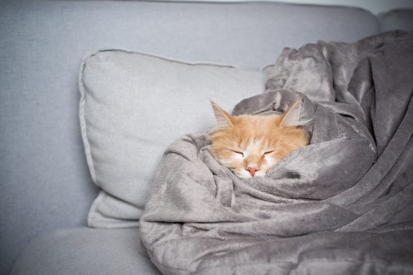 o que a posicao que seu gato dorme diz sobre ele