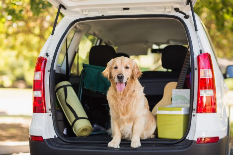 Viajar com Pet veja dicas incriveis scaled