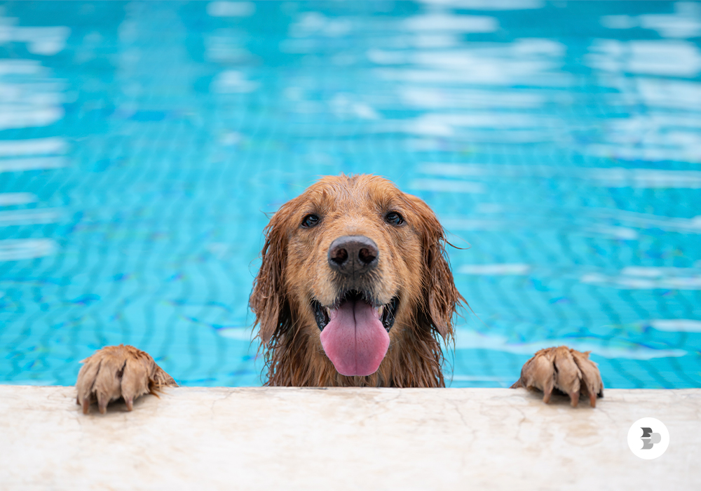 cachorro nadando em piscina cachorro-nadando-em-piscina