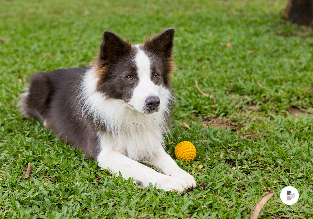 cãos adestrados tem melhor porte fisico  caos-adestrados-tem-melhor-porte-fisico