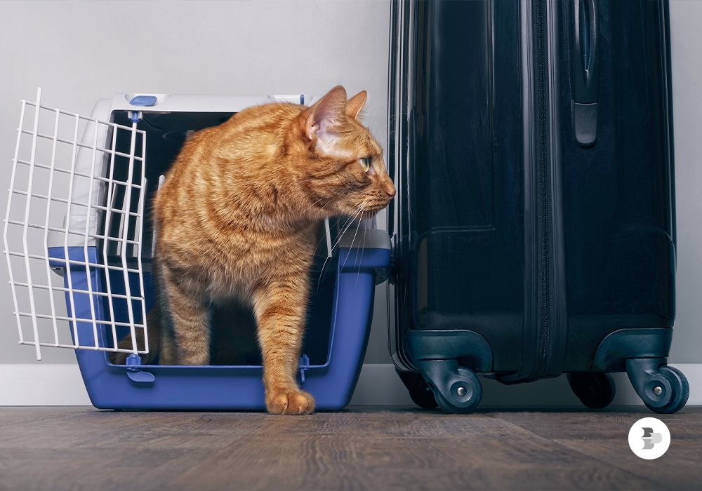 para-viagens-de-aviao-e-necessario-caixa-para-transporte