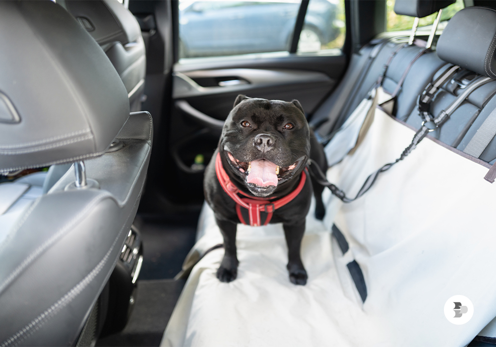 saiba-o-que-e-necessario-para-seu-pet-viajar-de-carro