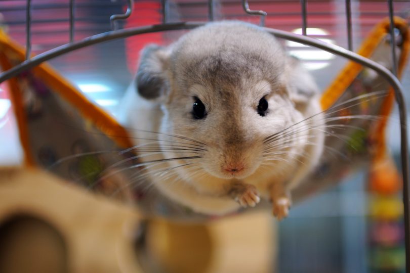 chinchila como cuidar do roedor