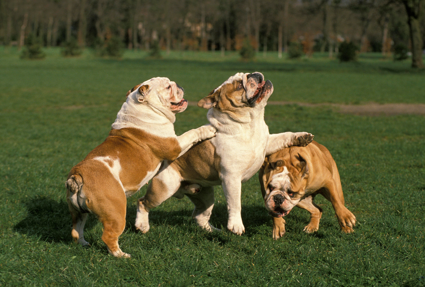 As características do Bulldog