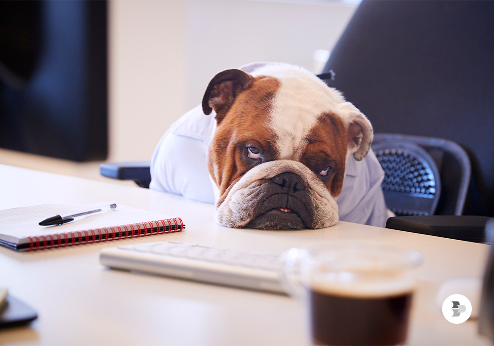 personalidade-bulldog-ingles.jpg
