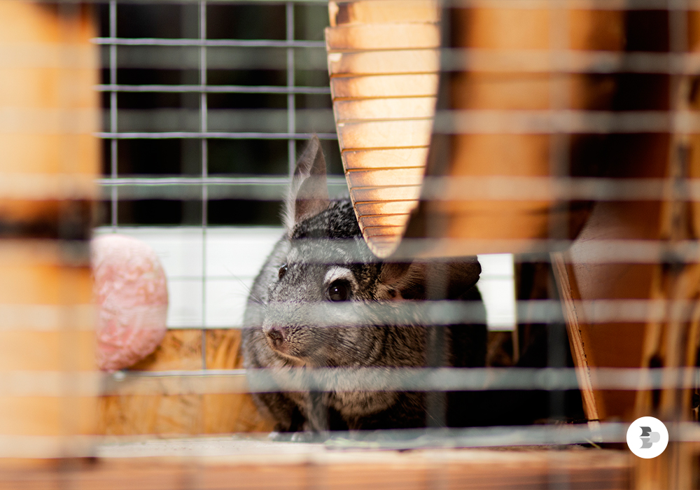 saiba a gaiola ideal para a sua chinchila saiba-a-gaiola-ideal-para-a-sua-chinchila