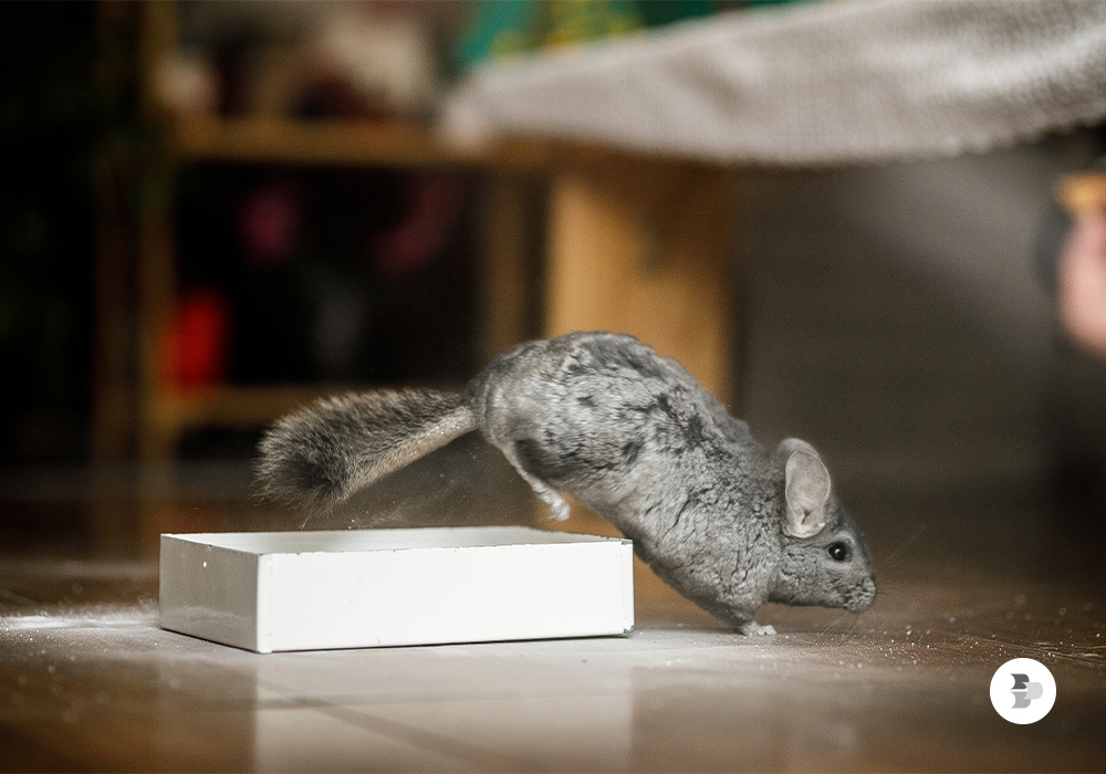 saiba como deve ser feito a higiene da chinchila saiba-como-deve-ser-feito-a-higiene-da-chinchila