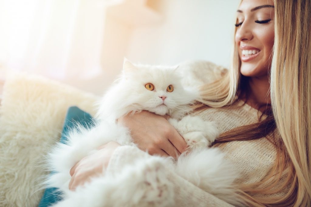 Conheca 5 racas de gato peludo