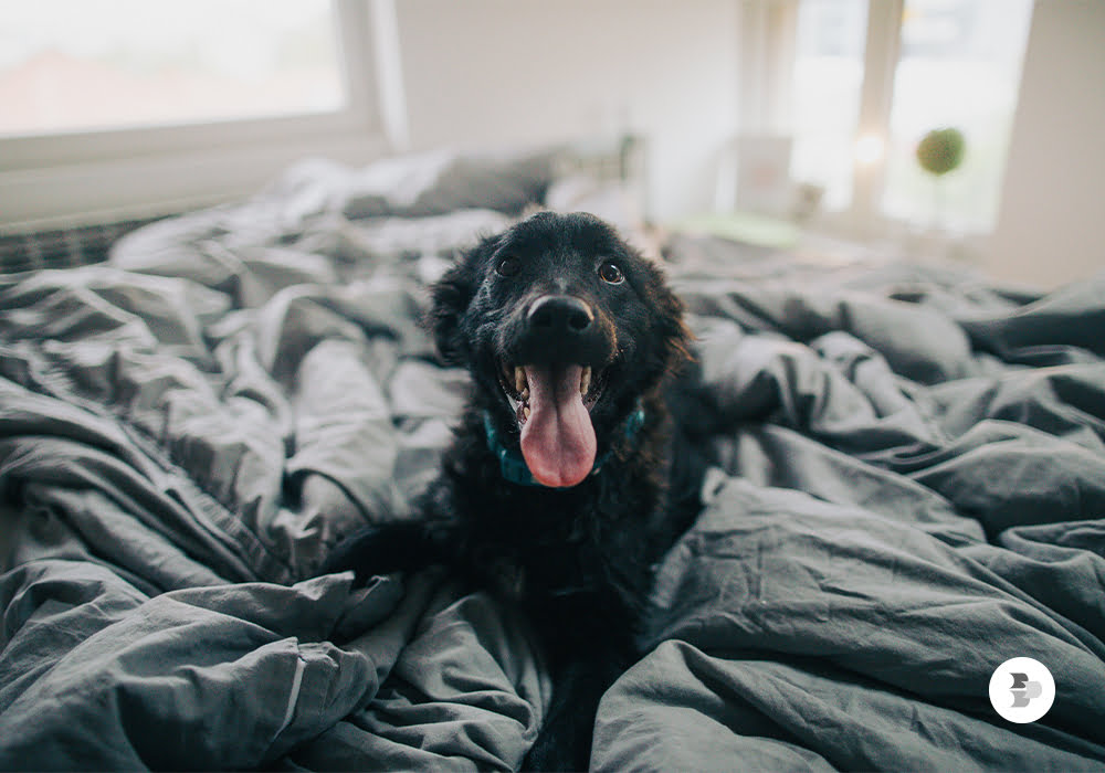 Uma cama bagunçada com um cachorro em cima dela. Adaptar cachorro.