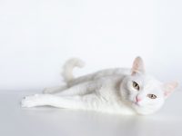 Animais albinos: saiba os principais cuidados