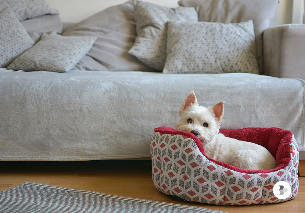 Um cachorrinho deitado em sua cama. Adaptar cachorro.