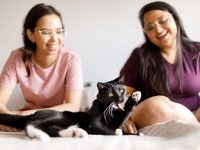Raças de gato preto, conheça as mais populares