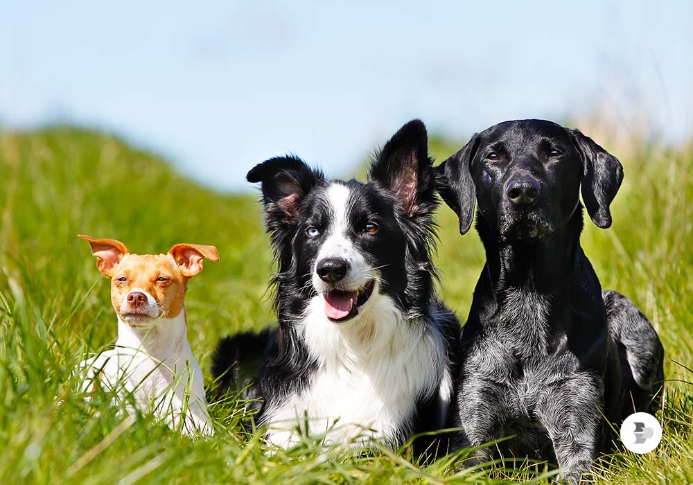 Nomes franceses para cachorros - Mais de 200 IDEIAS 🐶