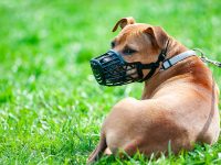 Regras do uso de focinheira para cães