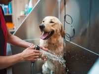 Como dar banho no pet em casa?