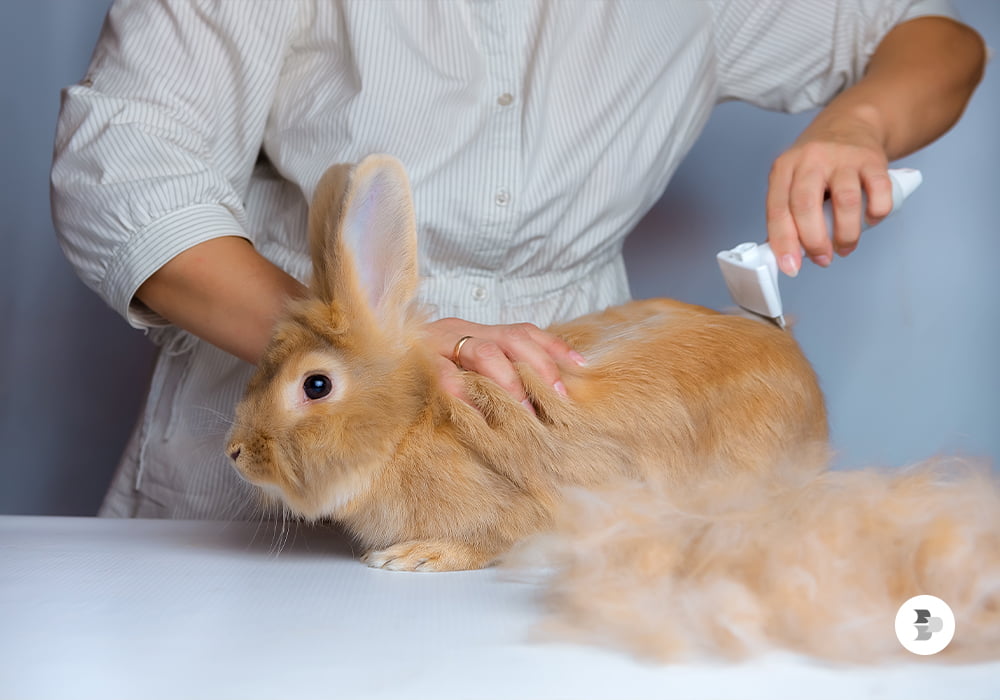 cuide-da-higiene-do-seu-coelho.jpg