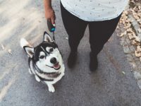 Conheça mais sobre Husky Siberiano