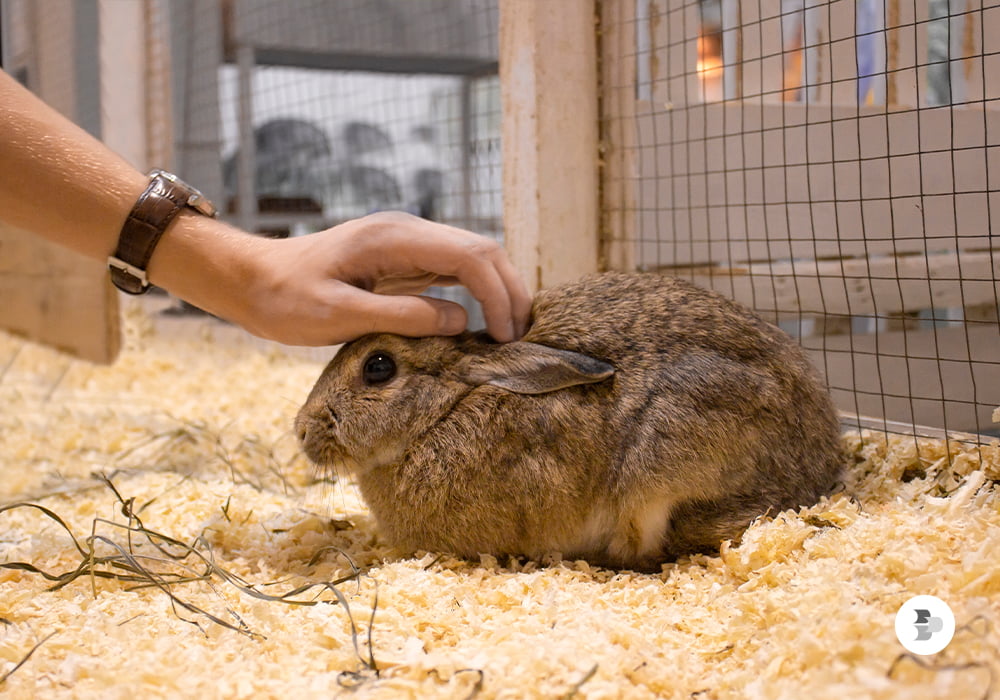 saiba-o-tipo-de-gaiola-que-seu-coelho-deve-ter.jpg