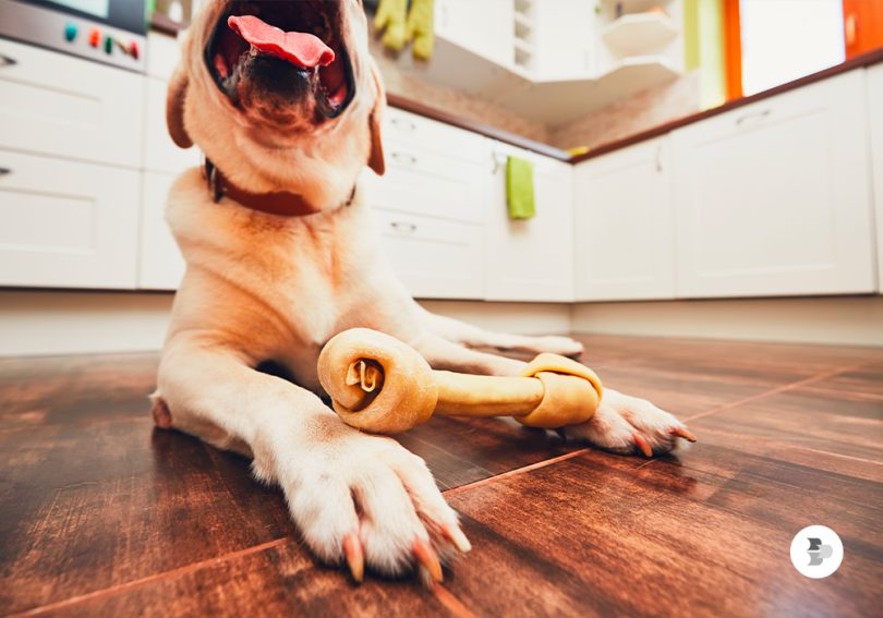 Posso dar osso para cachorro? | Blog Colombo