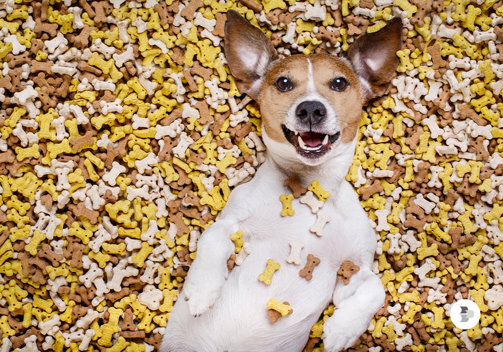 Qual é a melhor ração para cachorro? qual-e-a-melhor-racao-para-cachorro.jpg
