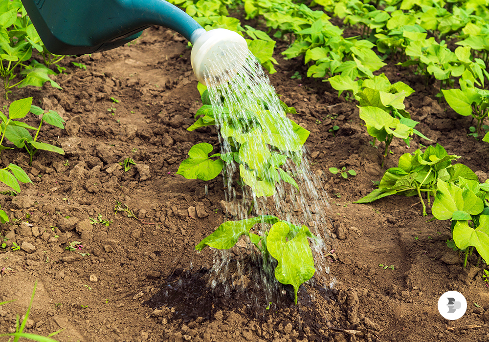 Uma pessoa regando as plantas em casa. Água chuva.