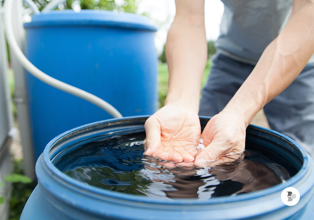 Água da chuva coletada em um barril. Água chuva.