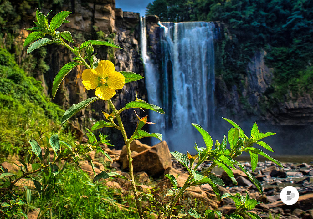 Vista do Monumento Natural Salto São João, com uma flor em destaque, em Prudentópolis/PR. Cidades paranaenses.