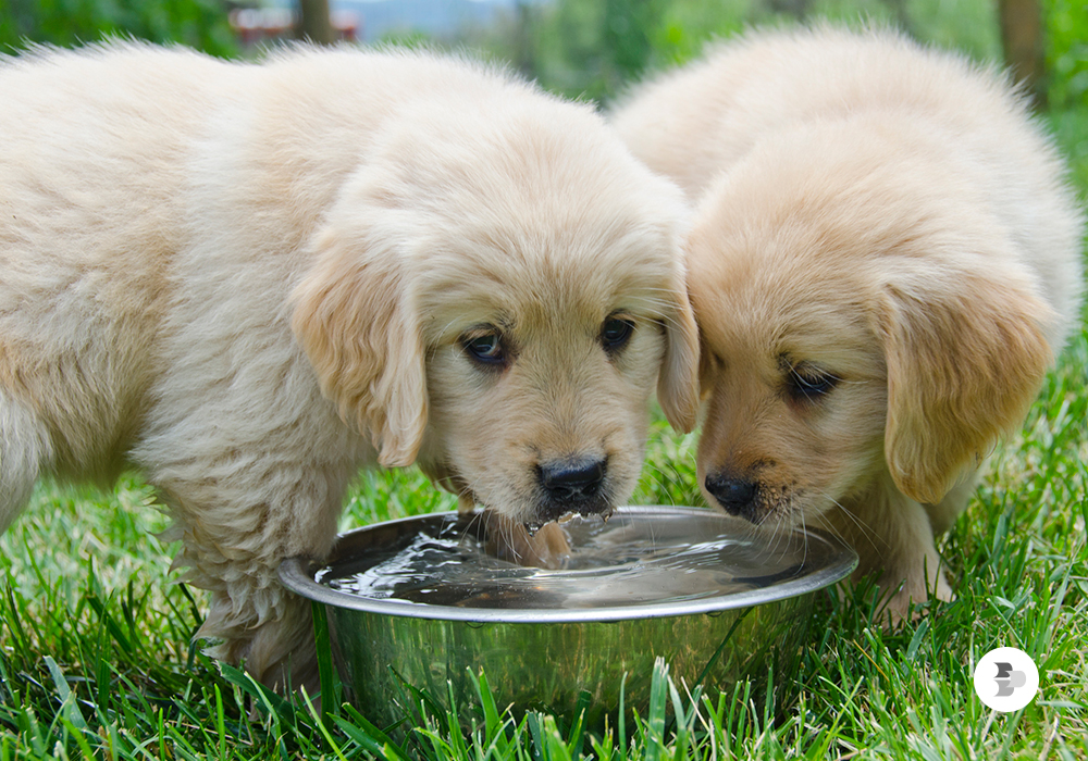 Dois cachorros bebendo água do pote. Cuidados pet verão.