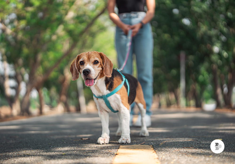 Um cachorro e seu dono caminhando no parque. Cuidados pet verão.